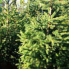 Саджанці Ялини звичайної, європейська (Picea abies, excelsa) Р9, фото 4