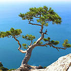 Саджанці Сосни Палласа (Кримська) (Pinus pallasiana) Р9, фото 4
