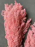 Аспарагус стабілізований рожевий ( 80 гр ), фото 2