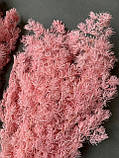 Аспарагус стабілізований рожевий ( 80 гр ), фото 3