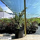 Саджанці Ялівцю лускатого Мейері (Juniperus squamata Meyeri) Р9, фото 2