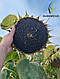 Насіння соняшнику гібрид ФЛОКІ (стандарт) 2024 рік, фото 5
