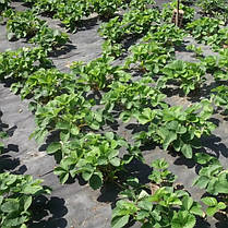 Чорне агроволокно пакетоване Shadow 90 г/м² 3,2х10 м N, фото 6