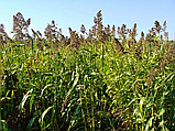 Суданська трава сорго насіння 1кг, фото 3