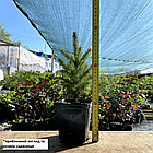 Саджанці Ялини канадської Денсата (Picea glauca Densata) Р9, фото 2