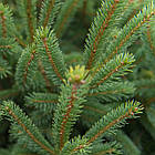 Саджанці Ялини канадської Денсата (Picea glauca Densata) Р9, фото 4