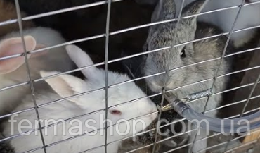 Комплект ниппельного поения для кроликов на 3 поилок, набор - фото 1 - id-p2099629821