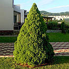 Саджанці Ялини канадської Коніка (Picea glauca Conica) Р9, фото 3