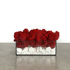 Флораріум зі стабілізованим мохом червоного кольору