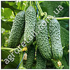 Огірок Бйорн F1 10 шт Beste Kern, фото 2