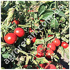 Томат Солероссо F1 20 шт Beste Kern, фото 2