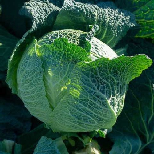 Насіння капусти савойська Вертю (1г), фото 1