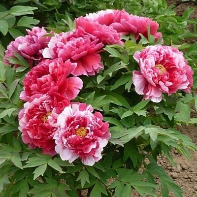 Пион древовидный Бело-розовый 3-х летний (ID#2099737912), цена: 230 ...