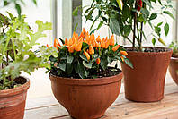 Семена перец острый комнатный Capsicum Orange Голландия