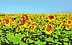 Насіння соняшника САНТОС ПЛЮС (економ), ТОВ "ТК Арт-Агро", Україна, фото 2