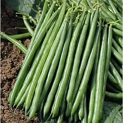 Насіння Квасоля спаржева Крокет 20шт.