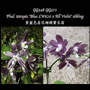 ORTENSIA FIORE パール オルテンシア・フィオーレ ceu ORTENSIA FIORE パール オルテンシア・フィオーレ ceu ORTENSIA FIORE