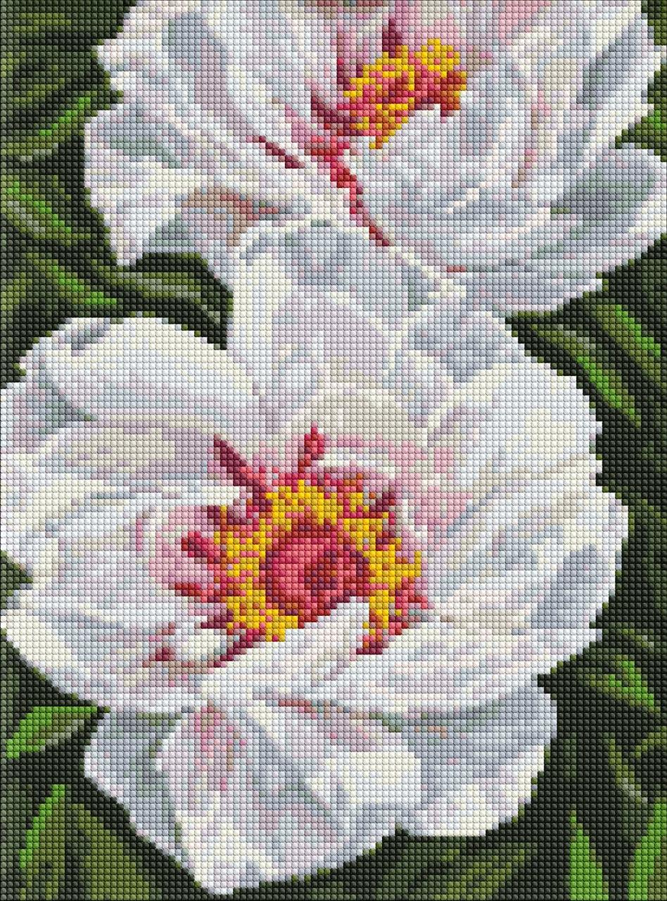 Алмазна мозаїка вишивка 30х40 см Білі півонії Ідейка, фото 1