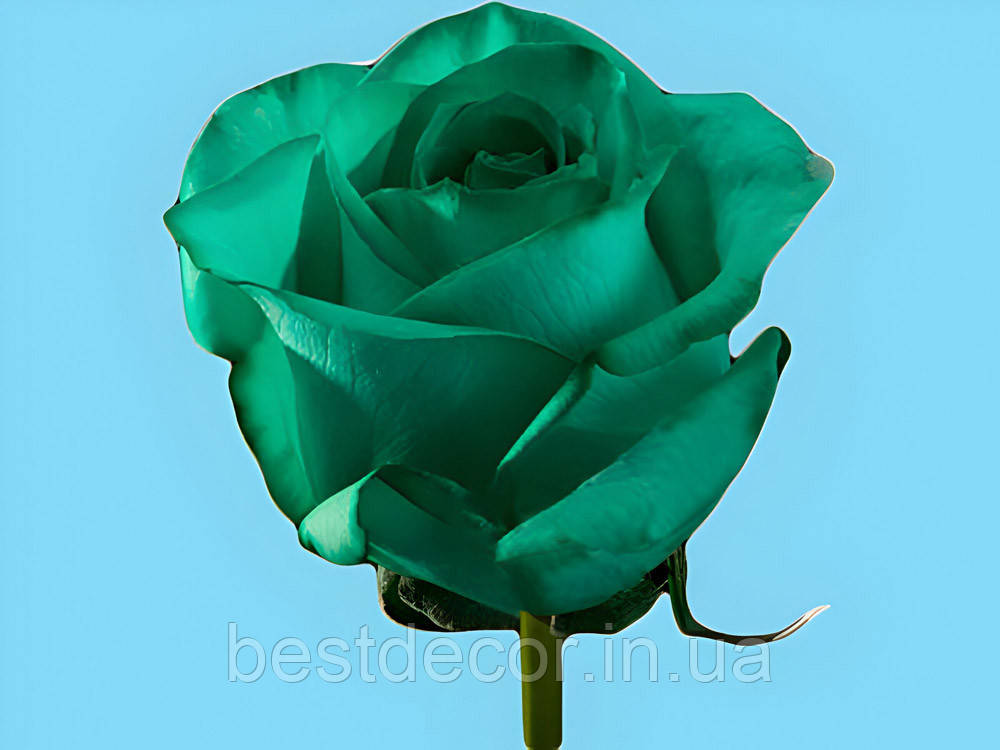Краска для срезанных цветов зелёная 50г Royal Brinkman zielony - фото 2 - id-p1786213399
