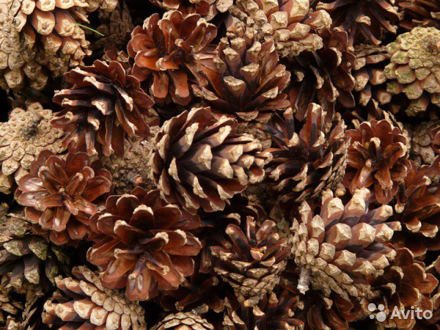 Шишки, 24шт, фото 1