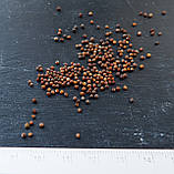 Капуста кейл насіння 0,5 грами (прибл. 150 шт) ґрюнколь салат браунколь фіолетова листова кудрява кале, фото 2