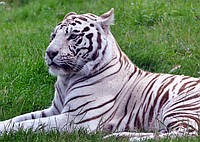 Картина на холсте "Белый тигр" 50х70см (R200m)