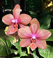 Орхідея восковий Phal. Bamboo Nancy підліток