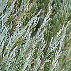 Саджанці Ялівцю скельного Блю Арроу (Juniperus scopulorum Blue Arrow) Р9, фото 4