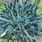 Саджанці Ялівцю горизонтального Блю Чіп (Juniperus horizontalis Blue Chip) Р9, фото 3