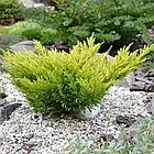 Саджанці Ялівцю горизонтального Лайм Глоу (Juniperus horizontalis Lime Glow) Р9, фото 4