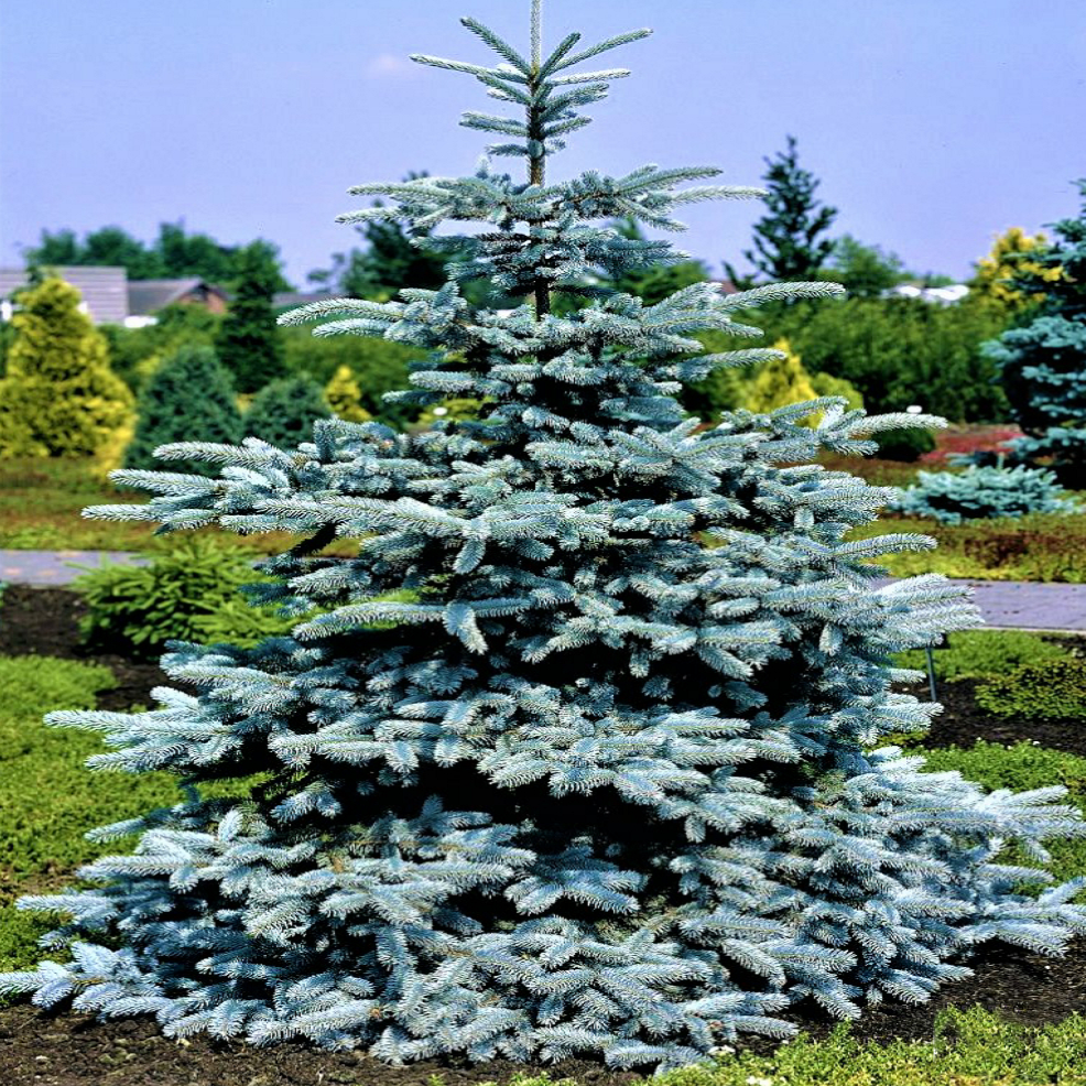 Саженцы Ели колючей голубой Маджестик Блю (Picea pungens Glauca Majestic Blue) Р9 - фото 1 - id-p1037164256