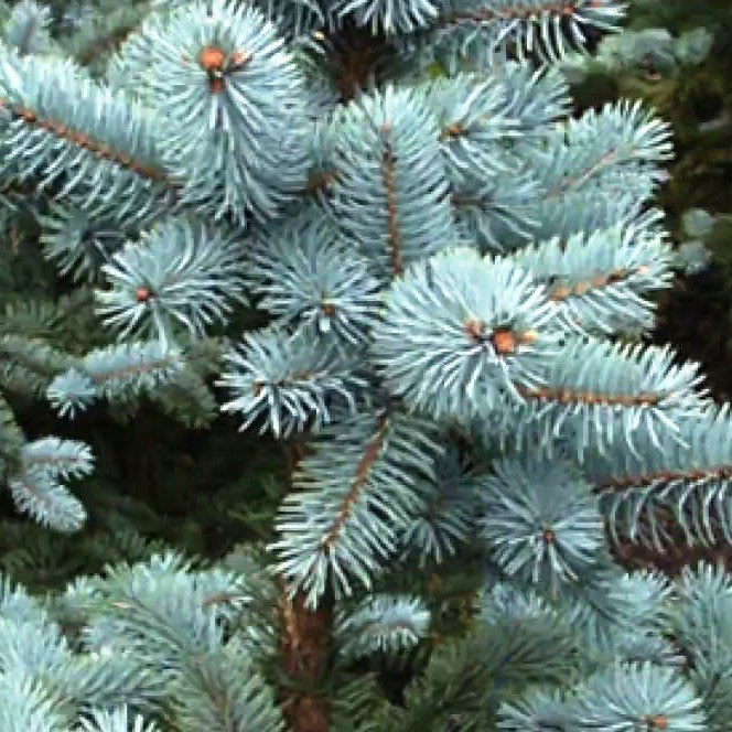 Саженцы Ели колючей голубой Маджестик Блю (Picea pungens Glauca Majestic Blue) Р9 - фото 3 - id-p1037164256