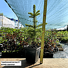 Саджанці Ялини колючої блакитної Кейбаб (Picea pungens Glauca Kaibab) Р9, фото 2