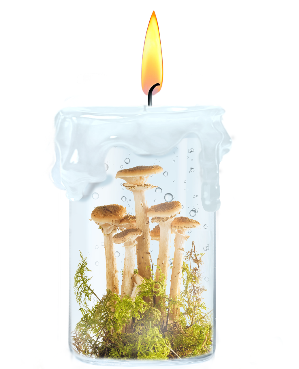 Віддушка для свічок Mushroom & mosses /Гриби і мох