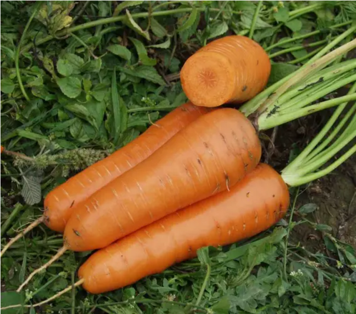 Насіння Морква "Канада"F1 0,5 г