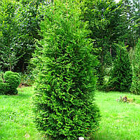 Саджанці Туї західної Брабант (Thuja occidentalis Brabant) Р9