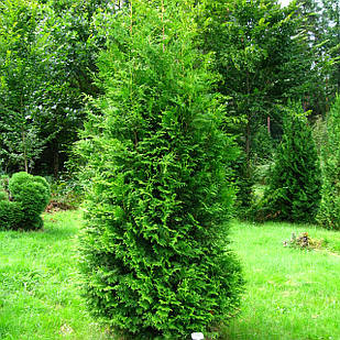 Саджанці Туї західної Брабант (Thuja occidentalis Brabant) Р9