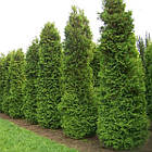 Саджанці Туї західної Брабант (Thuja occidentalis Brabant) Р9, фото 3