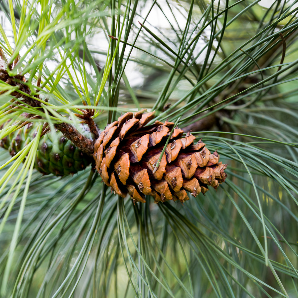 Саженцы Сосны Жёлтой (Орегонской) (Pinus ponderosa) Р9 - фото 5 - id-p867068221