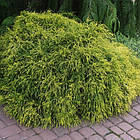 Саджанці Кипарисовика горохоплодного Филифера Нана (Chamaecyparis pisifera Filifera Nana) Р9, фото 2