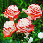 Саджанці чайно-гібридної троянди Імператриця Фарах (Rose ' Imperatrice Farah), фото 3