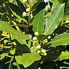 Саджанці лавра Шляхетного  (Laurus Nobilis) Р9, фото 6