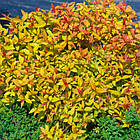 Саджанці Спіреї японської Голдфлейм (Spiraea japonica Goldflame) Р9, фото 5