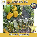 Перець жовтий Санта F1  (проф пакет 500 насінин) ТМ Spark Seeds (США), фото 5