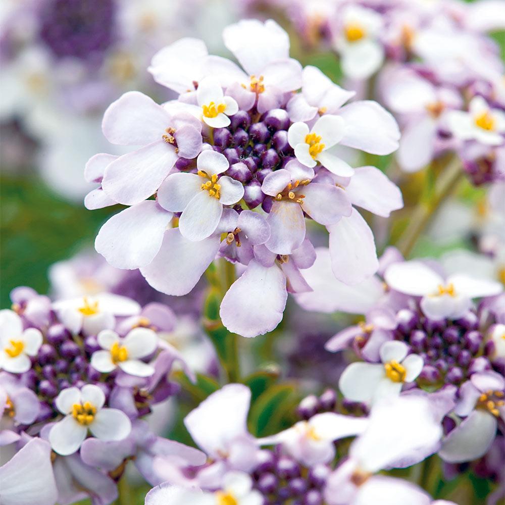 Винс секс туралы бейне