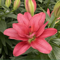 Лілія Махрова азіатська низька Pura Desierto