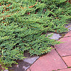 Саджанці Ялівцю горизонтального Вілтоні (Juniperus horizontalis Wiltonii) Р9, фото 3