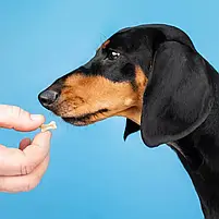 Вітаміни для вовни собак ProVET Profiline Біотин Комплекс 100 таблеток, фото 2