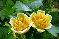 Тюльпанове дерево (лат. Liriodendron tulipifera) 60-70 см