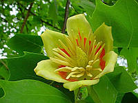 Тюльпанове дерево (лат. Liriodendron tulipifera 15-20 см